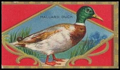 17 Mallard Duck